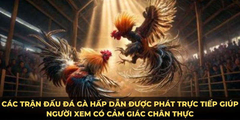 Các trận đấu đá gà hấp dẫn được phát trực tiếp giúp người xem có cảm giác chân thực