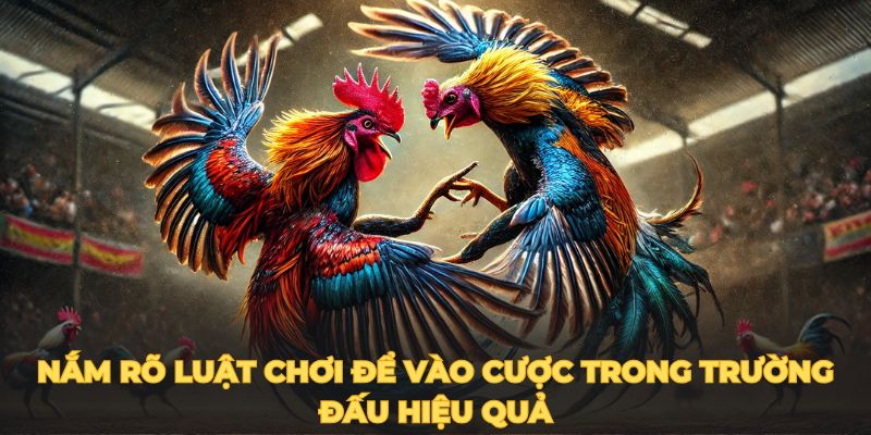 Nắm rõ luật chơi để vào cược trong trường đấu hiệu quả