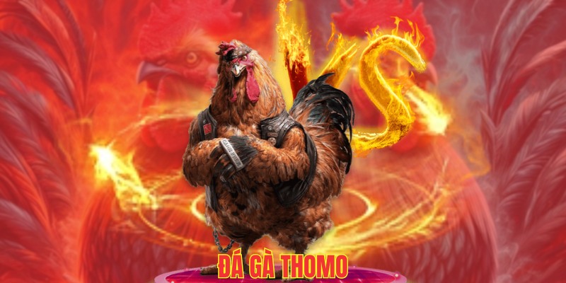 đá gà thomo