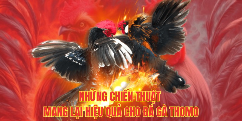 Những chiến thuật mang lại hiệu quả cho đá gà Thomo